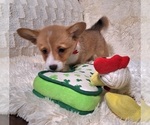 Small #1 Pembroke Welsh Corgi