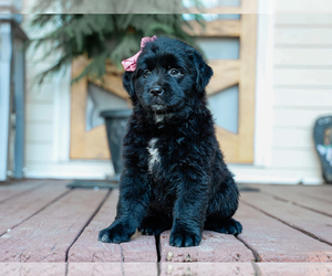 Australian Retriever Puppy for sale in LIBERTY, KY, USA