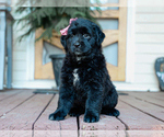 Image preview for Ad Listing. Nickname: Chelsie