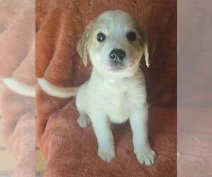 Great Pyrenees-Unknown Mix Dogs for adoption in Brewster, NY, USA