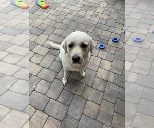 Labrador Retriever Dogs for adoption in MOUNT DORA, FL, USA