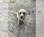 Small Labrador Retriever
