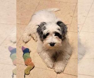 YorkiePoo Puppy for sale in SPRINGFIELD, OH, USA