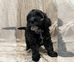 Puppy Manfred Cockapoo (Miniature)