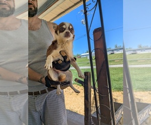 Chihuahua Dogs for adoption in MARION, VA, USA