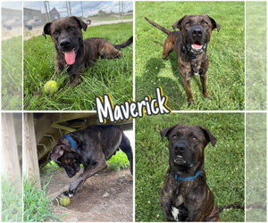 Labrador Retriever-Unknown Mix Dogs for adoption in Pierceton , IN, USA