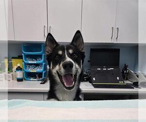 Siberian Husky Dogs for adoption in London, Ontario, Canada