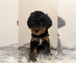 Puppy Sky Poodle (Miniature)