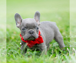 Puppy Gumbo French Bulldog