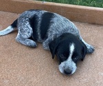 Puppy Nala Mutt-Unknown Mix
