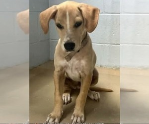 Labrador Retriever-Unknown Mix Dogs for adoption in garner, NC, USA