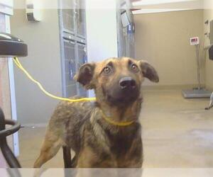 German Shepherd Dog-Unknown Mix Dogs for adoption in Sacramento, CA, USA