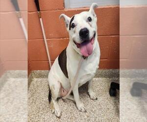 Mutt Dogs for adoption in Pueblo, CO, USA