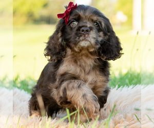 Cocker Spaniel Litter for sale in WARSAW, IN, USA