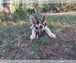 Small #3 German Shepherd Dog