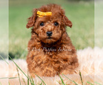 Puppy Mason AKC Poodle (Miniature)