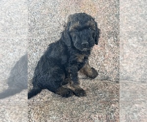 Poodle (Miniature)-Poodle (Standard) Mix Puppy for Sale in LONGMONT, Colorado USA