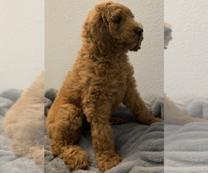 Goldendoodle Puppy for sale in HUNTINGTON BEACH, CA, USA