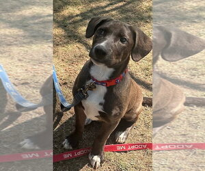 Mutt Dogs for adoption in Gloversville, NY, USA