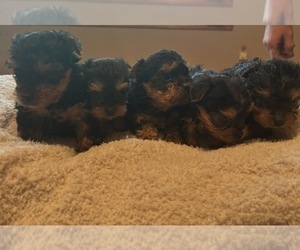 Yorkshire Terrier Puppy for sale in PRAIRIE DU CHIEN, WI, USA