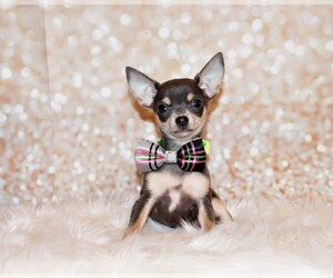Chihuahua Puppy for sale in CHARLESTON, AR, USA