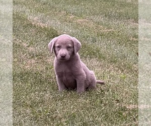 Labrador Retriever Puppy for sale in MIDDLEBURY, IN, USA