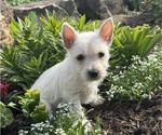 Image preview for Ad Listing. Nickname: Wren