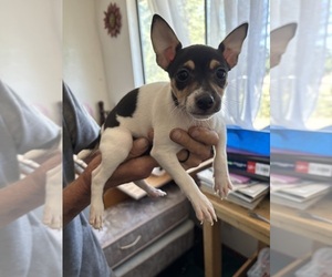 Fox Terrier (Smooth)-Rat Terrier Mix Puppy for sale in PLACERVILLE, CA, USA