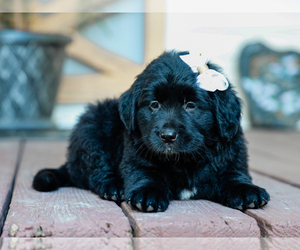 Australian Retriever Puppy for sale in LIBERTY, KY, USA