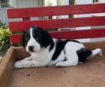 Puppy Max Mutt-Unknown Mix