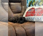 Puppy 8 Cane Corso