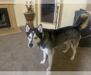 Siberian Husky Dogs for adoption in ARLINGTON, TX, USA