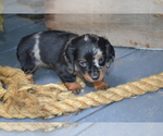 Puppy Trixie Dachshund