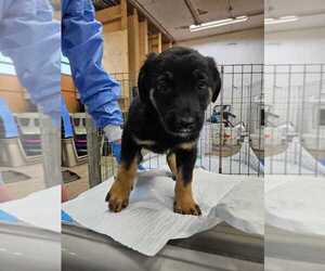 Mutt Dogs for adoption in Calgary, Alberta, Canada