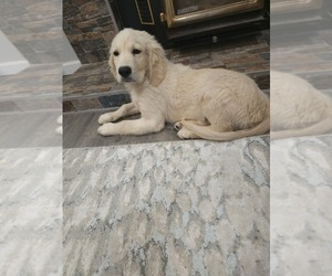 Golden Retriever Puppy for sale in ELVERTA, CA, USA
