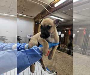 Mutt Dogs for adoption in Calgary, Alberta, Canada