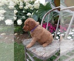 Puppy Heather Golden Retriever