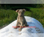 Small #5 German Shepherd Dog