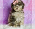 Puppy Dahlia Poodle (Miniature)