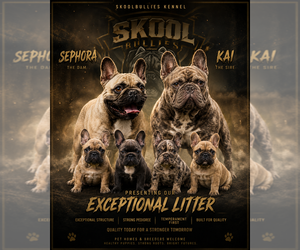 French Bulldog Litter for sale in MARIETTA, GA, USA