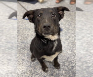 Australian Shepherd-Irish Wolfhound Mix Dogs for adoption in Bemidji, MN, USA