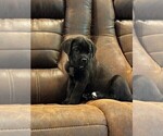 Puppy 4 Cane Corso