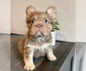 French Bulldog Puppy for sale in SEATTLE, WA, USA