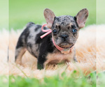 Puppy Mirage French Bulldog