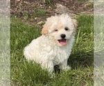 Image preview for Ad Listing. Nickname: Harlow