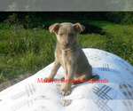 Small #3 German Shepherd Dog