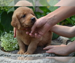 Puppy Hank Golden Retriever