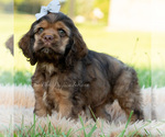 Puppy Tater pop AKC Cocker Spaniel