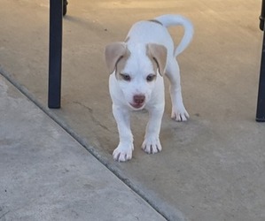 American Pit Bull Terrier-Unknown Mix Dogs for adoption in SELMA, CA, USA