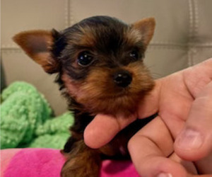 Yorkshire Terrier Puppy for sale in MADEIRA BEACH, FL, USA